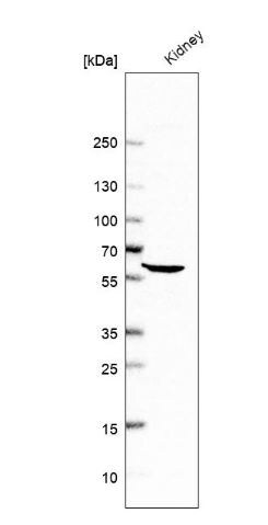 ALDH4A1 Antibody