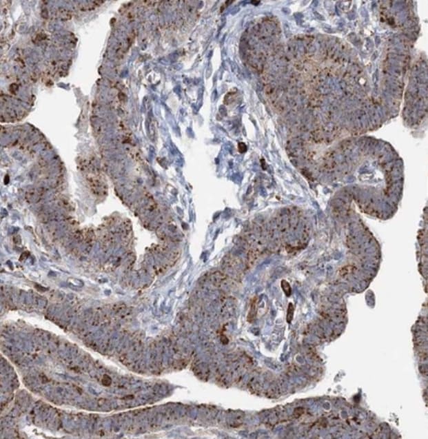TRAF3IP2 Antibody - BSA Free
