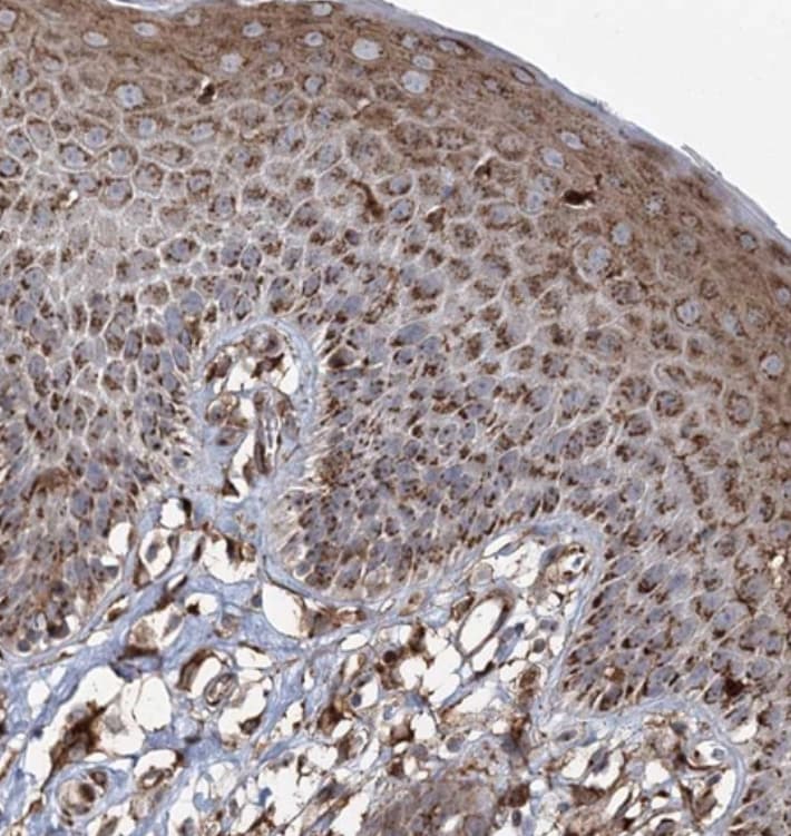 TRAF3IP2 Antibody - BSA Free