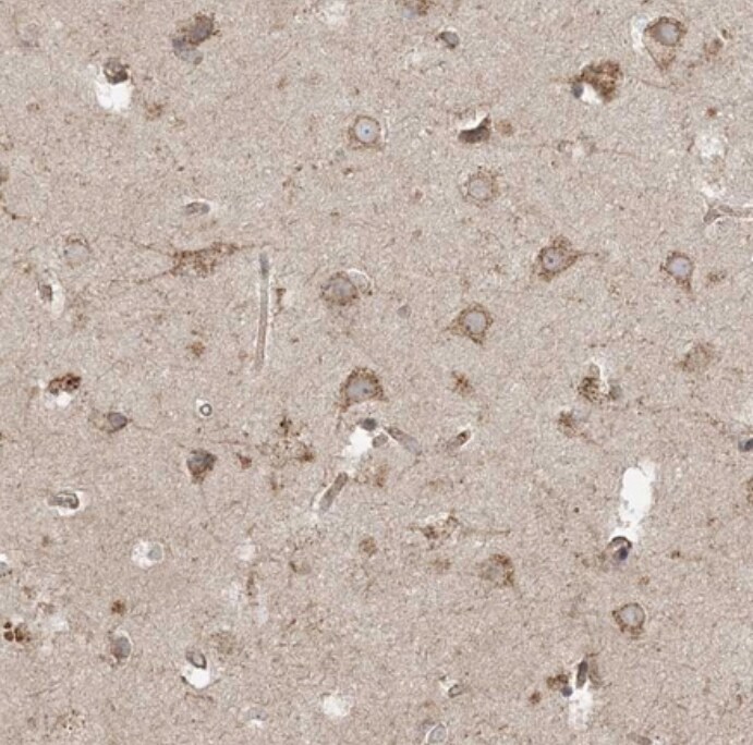 TRAF3IP2 Antibody - BSA Free