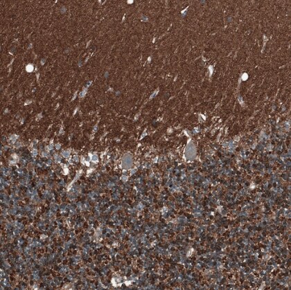 SCD5 Antibody - BSA Free