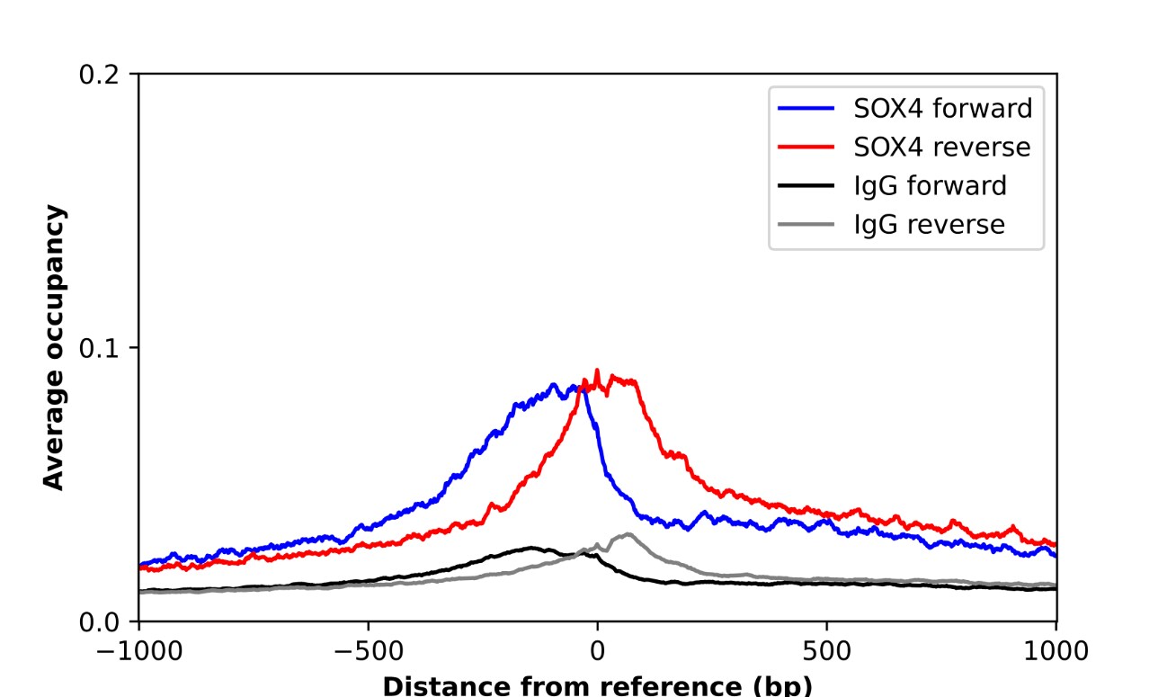 SOX4 Antibody - BSA Free