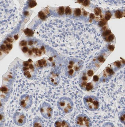FCGBP Antibody