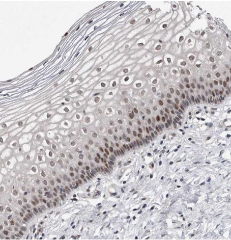 MSL1 Antibody