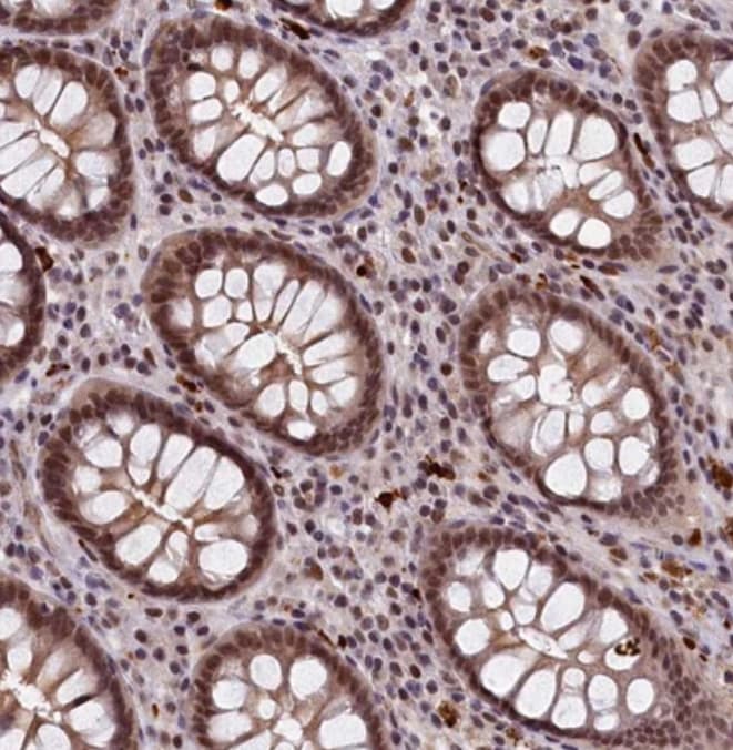 VWA9 Antibody - BSA Free