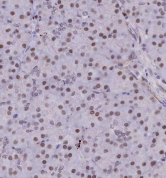 VWA9 Antibody - BSA Free
