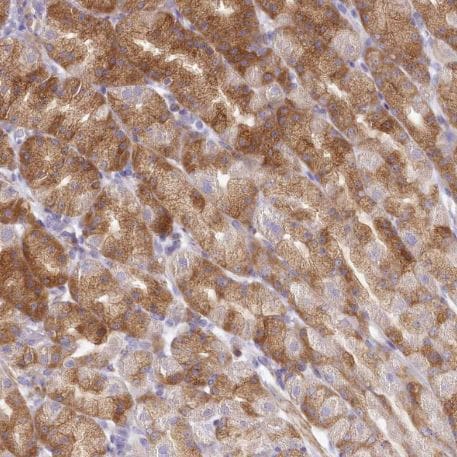 BIG3 Antibody