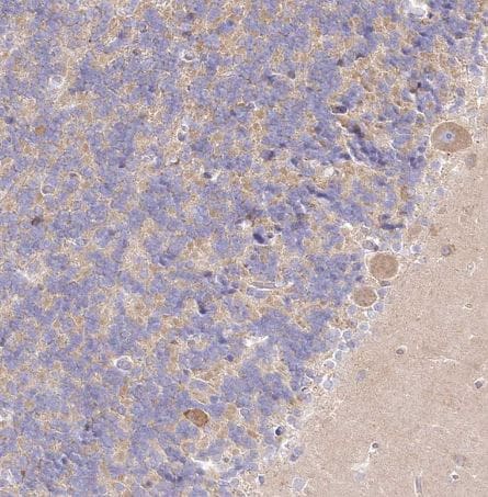 BIG3 Antibody