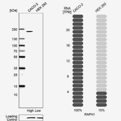 RAPH1 Antibody