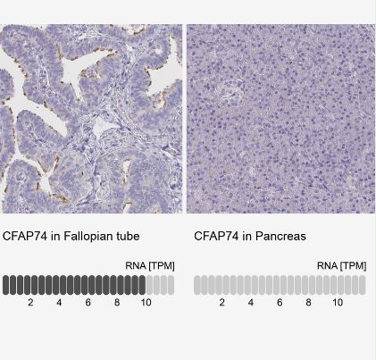 CFAP74 Antibody