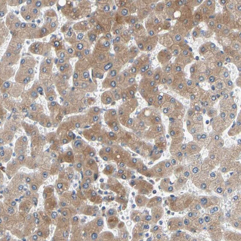 TMED7 Antibody