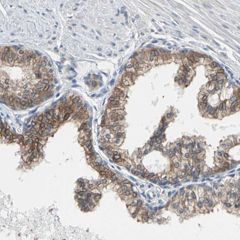 TMED7 Antibody