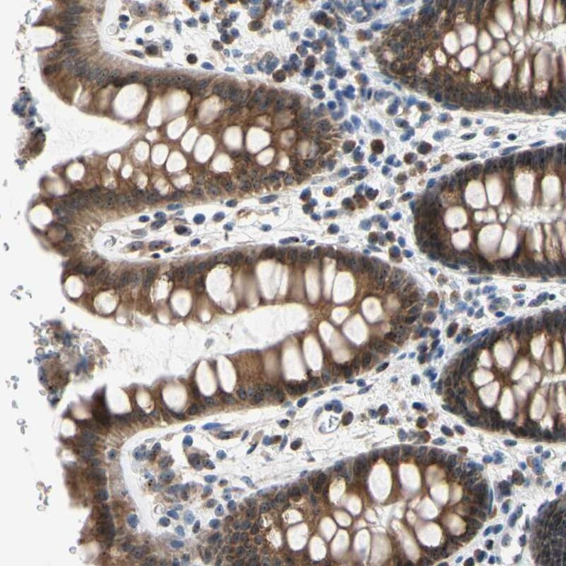 TMED7 Antibody