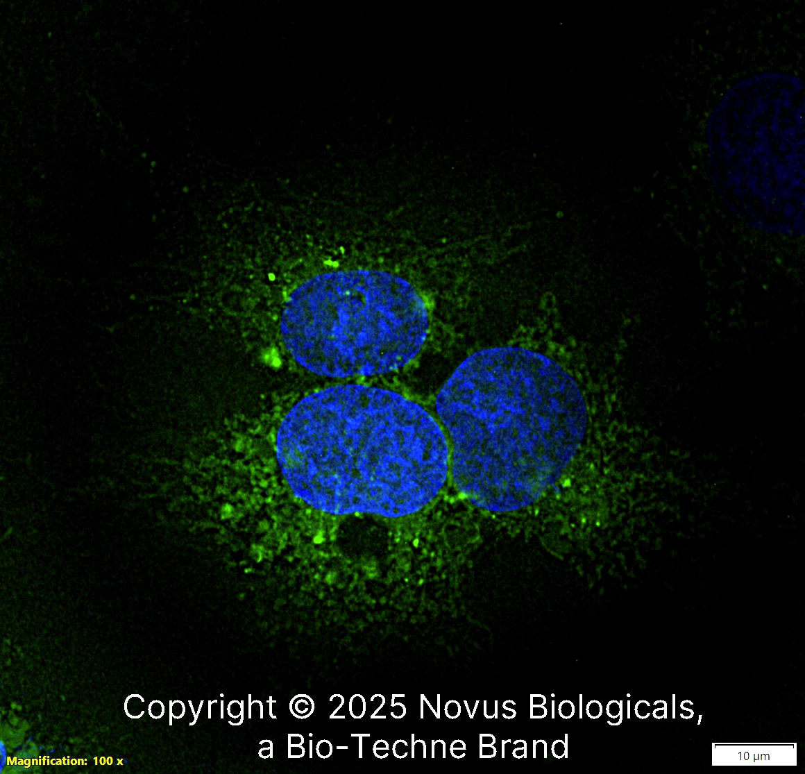 Fibronectin Antibody - BSA Free