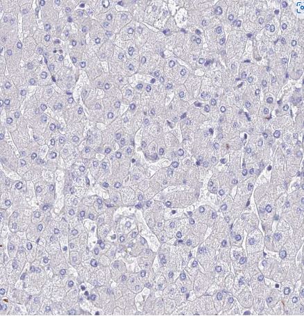 ARP10 Antibody