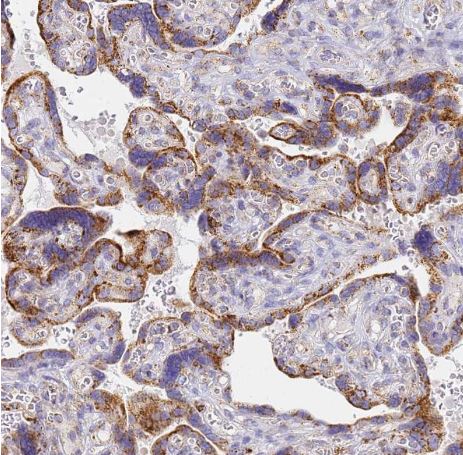 CNIH4 Antibody
