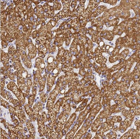 CNIH4 Antibody