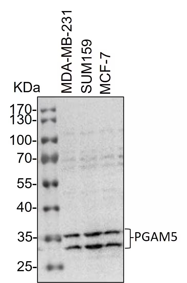 PGAM5 Antibody