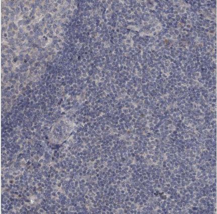 SBEM Antibody