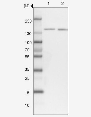 SR140 Antibody