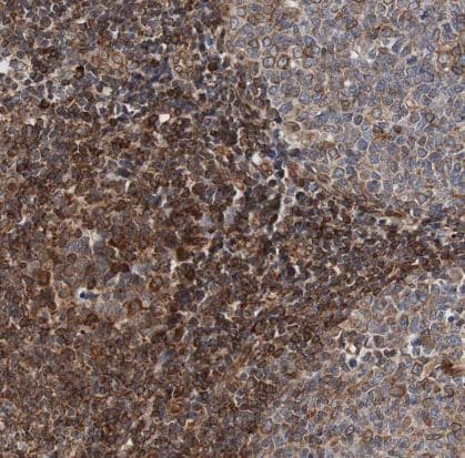 TMEM109 Antibody