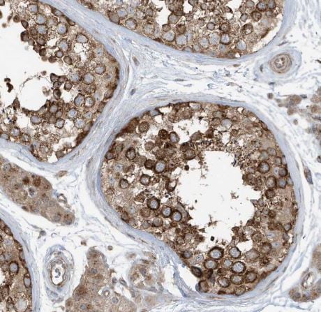 GOLGA4 Antibody