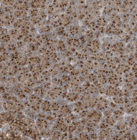 GOLGA4 Antibody