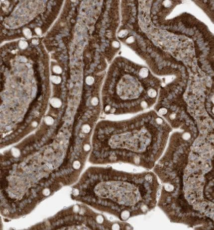 GOLGA4 Antibody