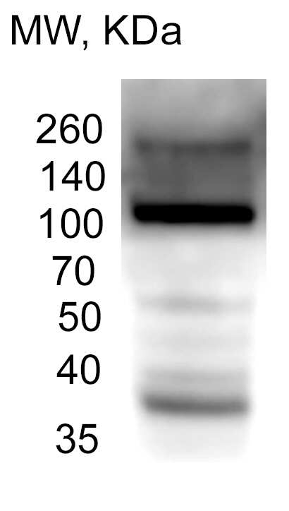 GOLGA4 Antibody