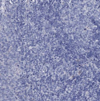FAM123A Antibody