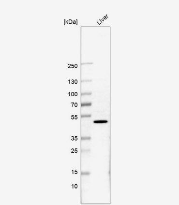 FAM123A Antibody