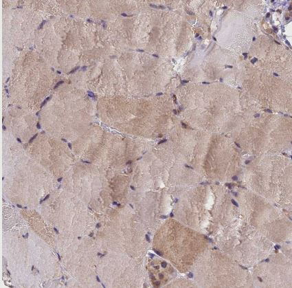 MIOS Antibody
