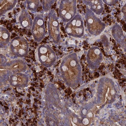 MIOS Antibody