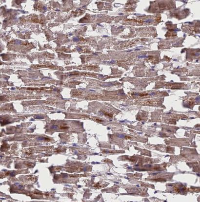 MIOS Antibody