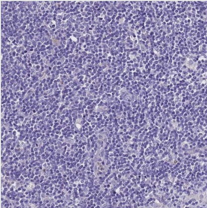 UGT2A1 Antibody - BSA Free