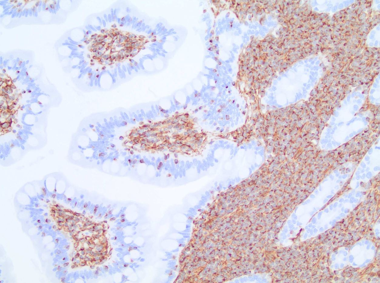 Vimentin Antibody (V9) - BSA Free