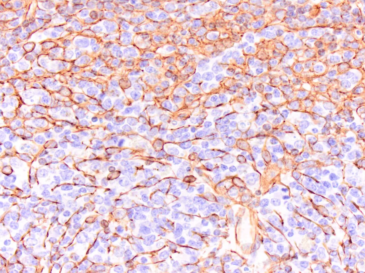 Vimentin Antibody (V9) - BSA Free