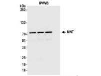 MAX binding protein Antibody - BSA Free