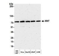 MAX binding protein Antibody - BSA Free