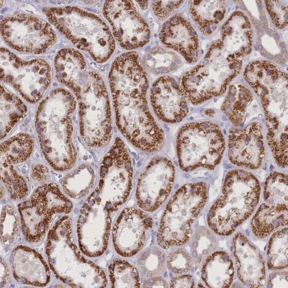 SLC25A42 Antibody - BSA Free
