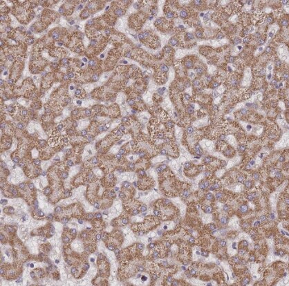 SLC25A42 Antibody - BSA Free