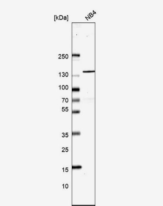SRRM1 Antibody - BSA Free