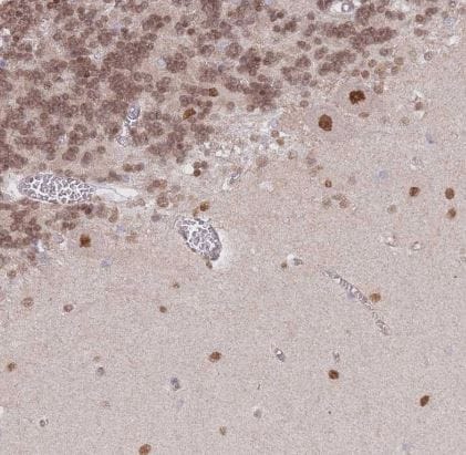 TLE2 Antibody
