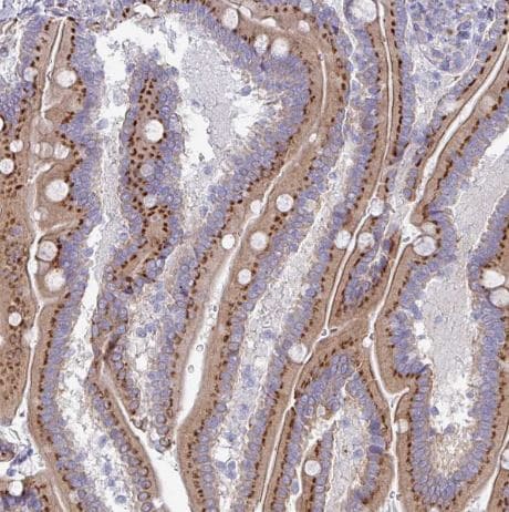 VKORC1L1 Antibody