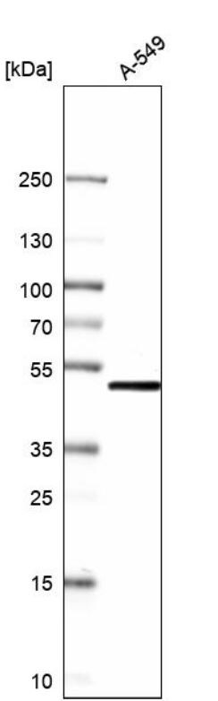 NSFL1C Antibody