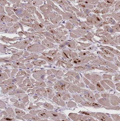 PLCXD3 Antibody