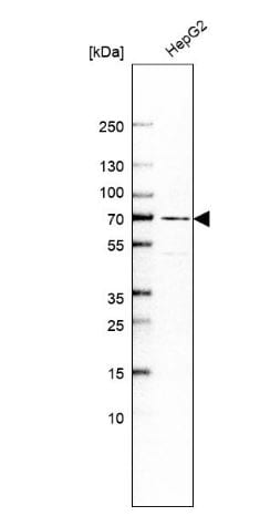 PRODH2 Antibody