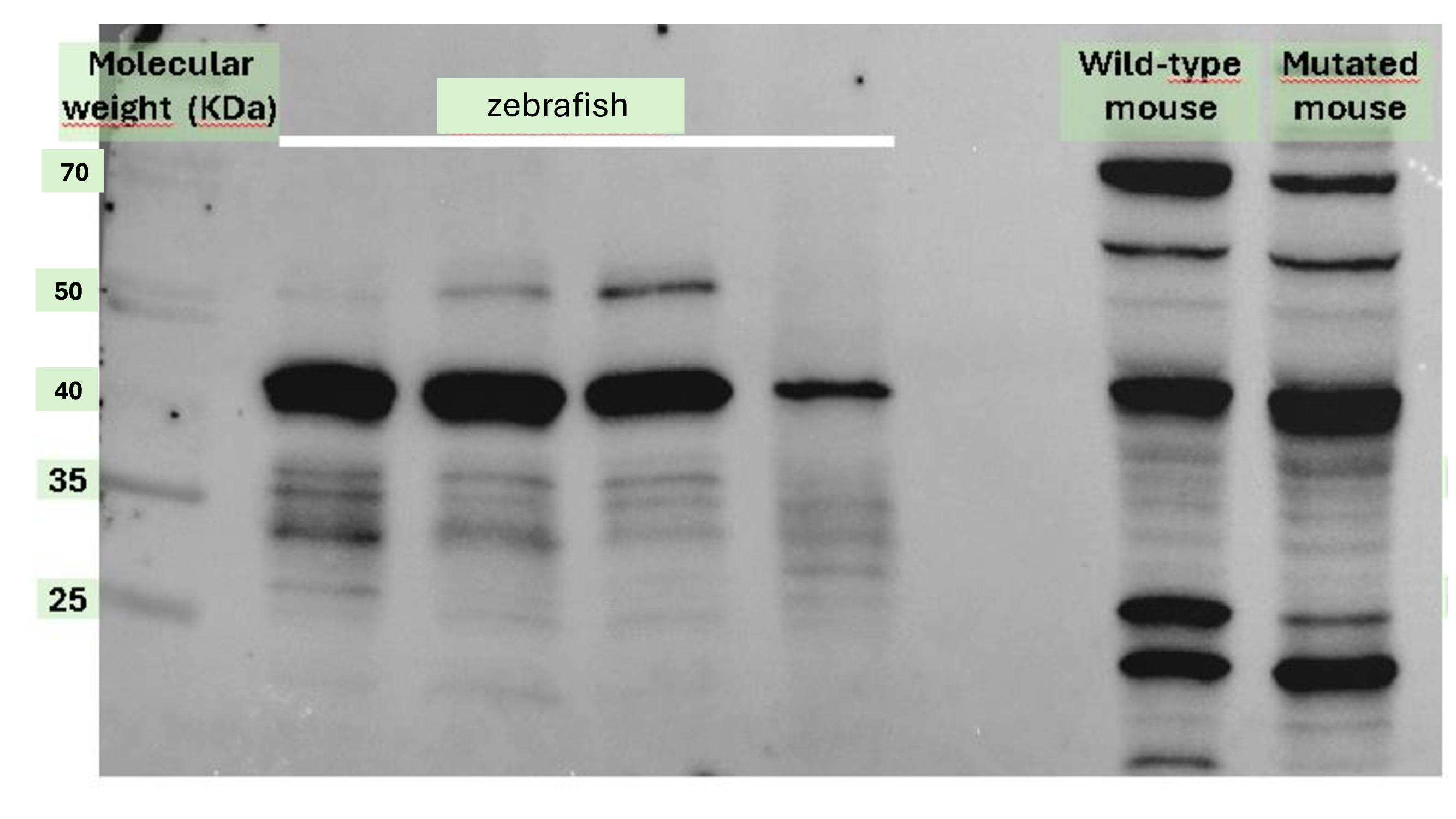 COQ5 Antibody