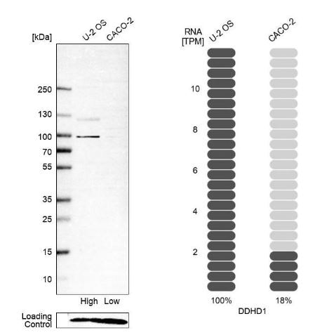 DDHD1 Antibody