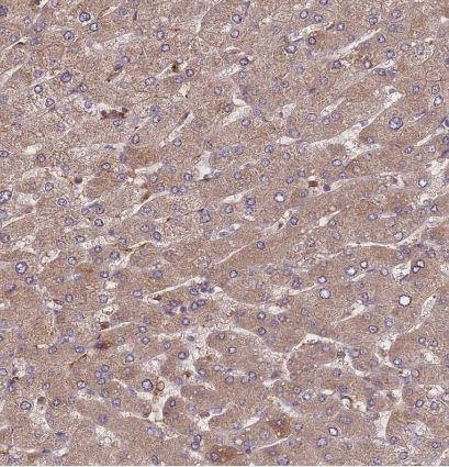 DENR Antibody
